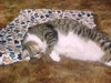 Pet Blankets