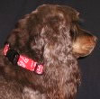 Mocha modeling his dog collar