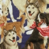 bandana Dog